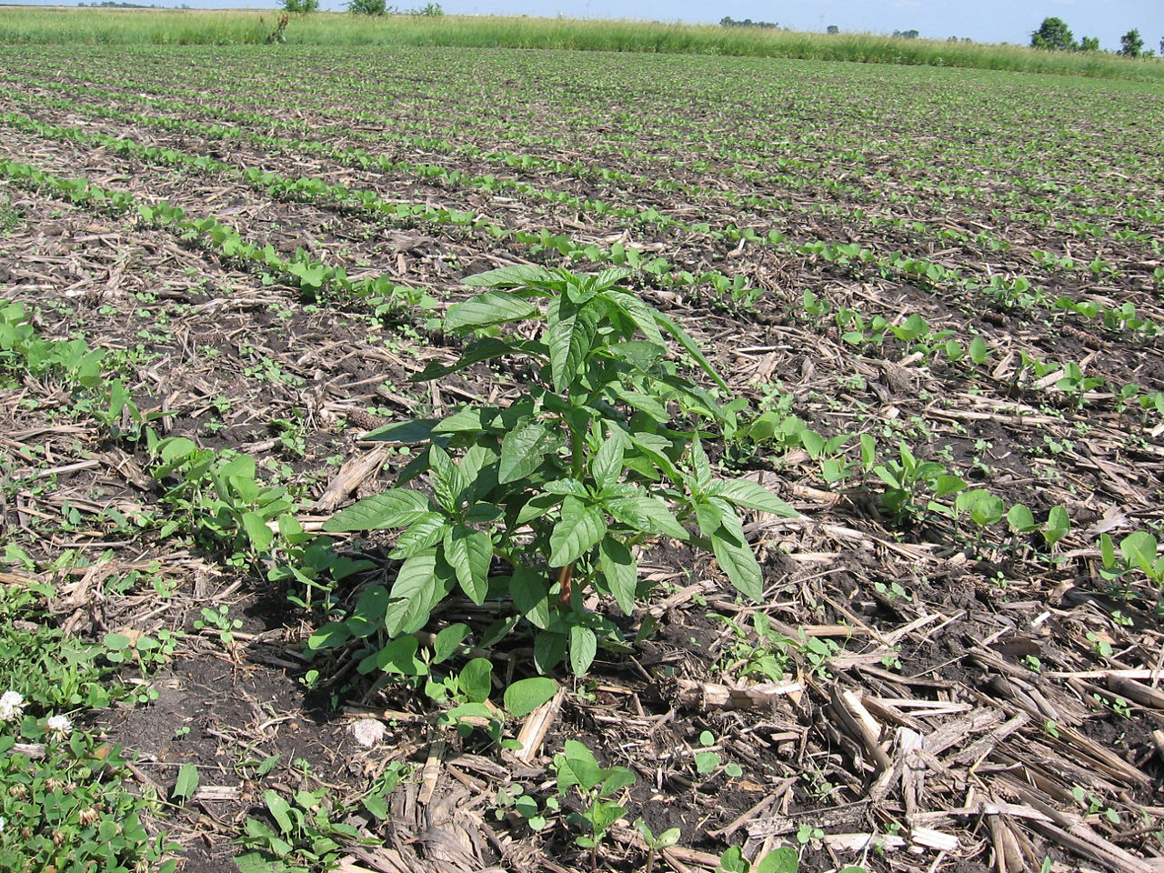 Figure 3. Waterhemp in soybean field. 